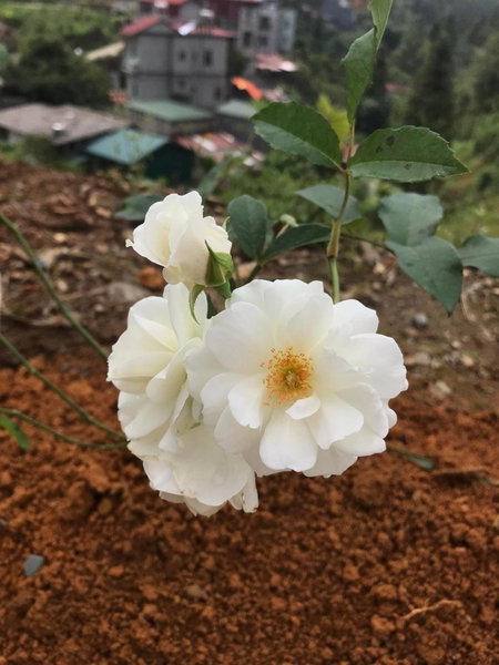 Thanh Truc Villa & Flower, Sa Pa, Vietnam