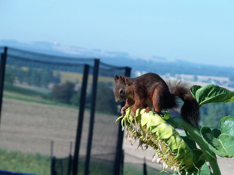 Domaine des Cadets de Gascogne, Pauilhac, France