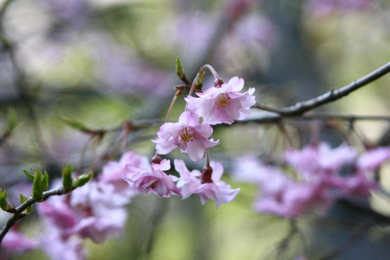 Haiya, Awara, Japan