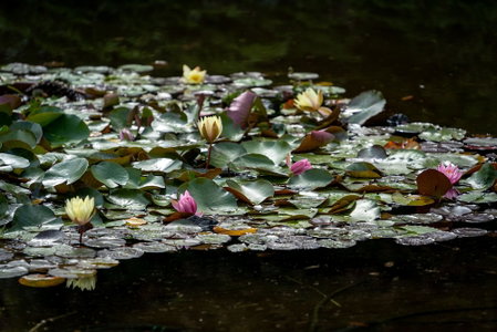 Mori No Izumi, Ito, Japan