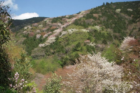 Tsubaki, Yugawara, Japan