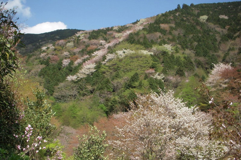 Tsubaki, Yugawara, Japan