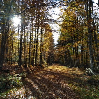Haus Jägerfleck, Ihre Ferienwohnungen am Nationalpark Bayerischer Wald, Spiegelau, Germany