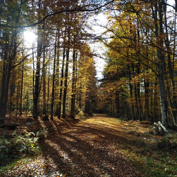 Haus Jägerfleck, Ihre Ferienwohnungen am Nationalpark Bayerischer Wald, Spiegelau, Germany