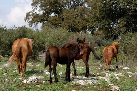 Agriturismo Iazzo Scagno, Martina Franca, Italy