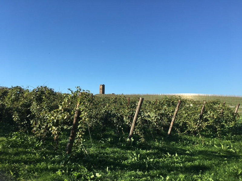 Il Casale degli Ulivi - Agriturismo - TENIMENTI LEONE, Lanuvio, Italy