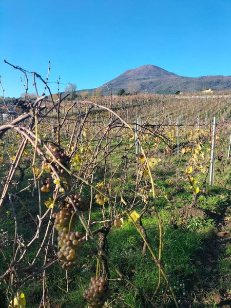 Vesuvio Inn Bed & Wine Experience, Boscotrecase, Italy