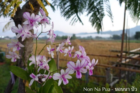 Non Na Pua - นอนนา ปัว, Pua, Thailand