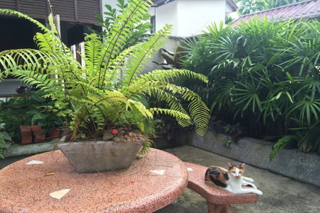 Fern House Retreat, Chalong, Thailand