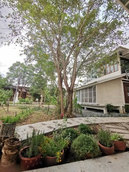 Baangaimuan, Lamphun, Thailand