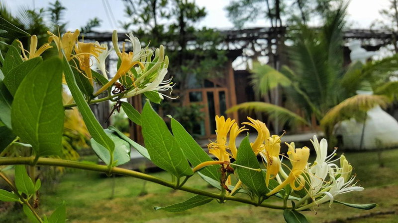 Baangaimuan, Lamphun, Thailand