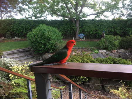 Rocky Rest, Orange, Australia