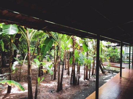 Palm Grove Service Villa, Cochin, India