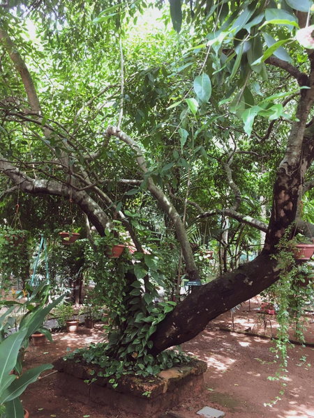 Palm Grove Service Villa, Cochin, India