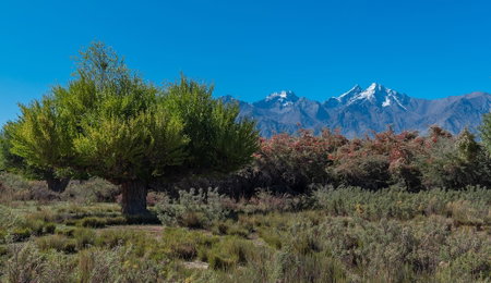 Lchang Nang Retreat - The House of Trees, Leh, India