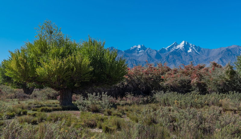 Lchang Nang Retreat - The House of Trees, Leh, India