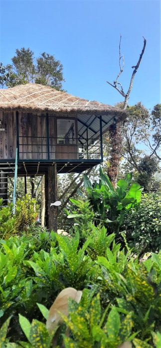 Noah's Nest Tree House, Thekkady, India