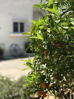 Aggelikis House, Spáta, Greece
