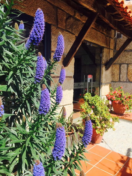 Casa Máximo, Penafiel, Portugal