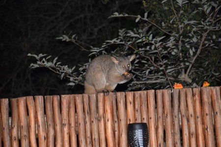 Khumbula iAfrica 2, Marloth Park, South Africa