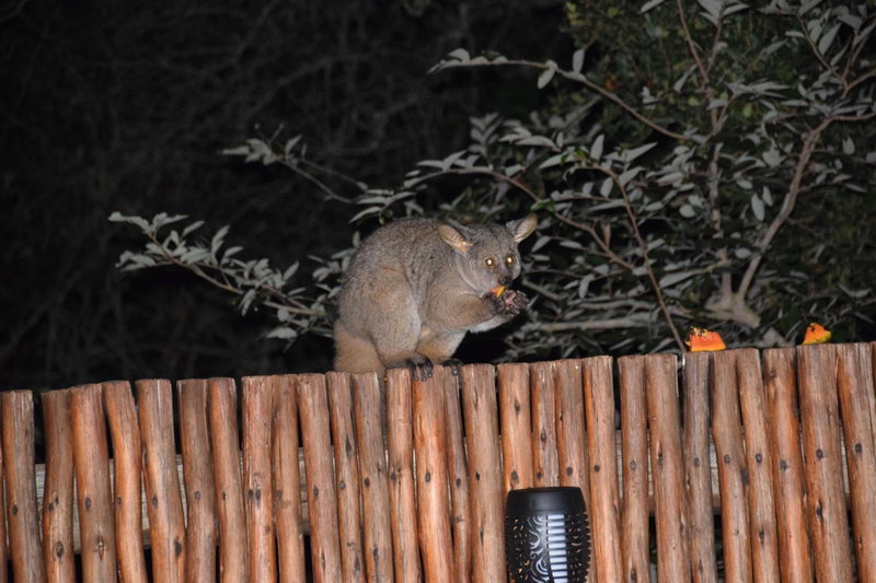 Khumbula iAfrica 2, Marloth Park, South Africa