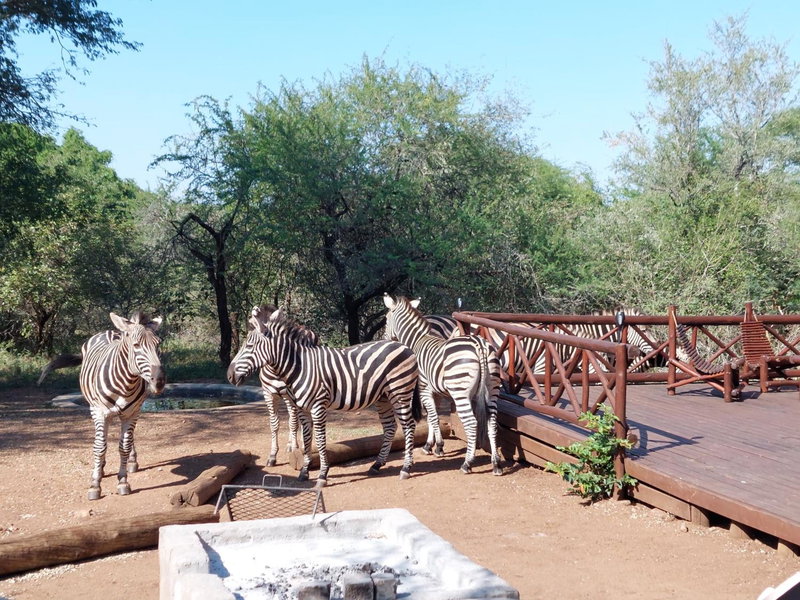 Khumbula iAfrica 2, Marloth Park, South Africa