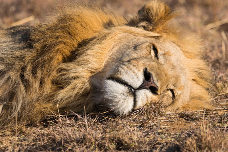 Kwafubesi Tented Safari Camp, Mabula, South Africa