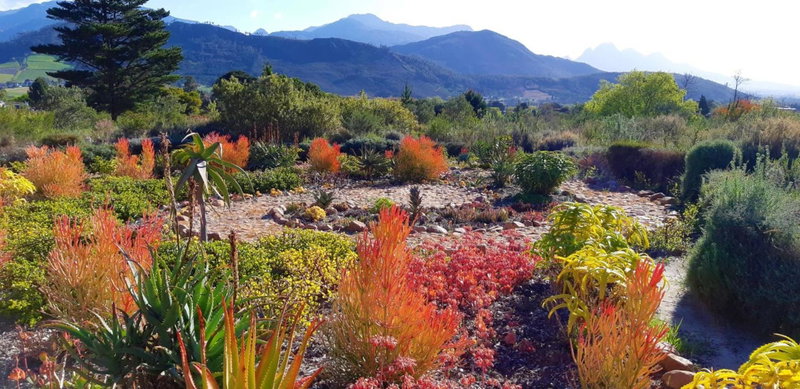 Akkedis at Artemis, Franschhoek, South Africa