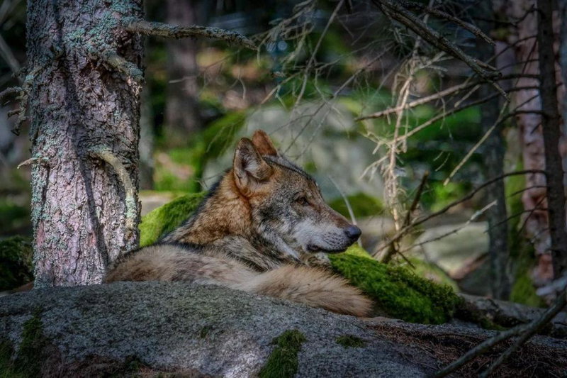 Horská Kvilda - Ubytování U Chvalů, Horská Kvilda, Czechia