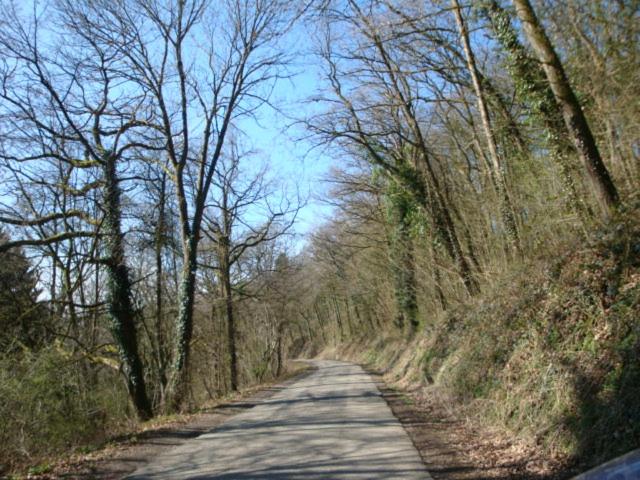 Le poirier de Warre, Durbuy, Belgium
