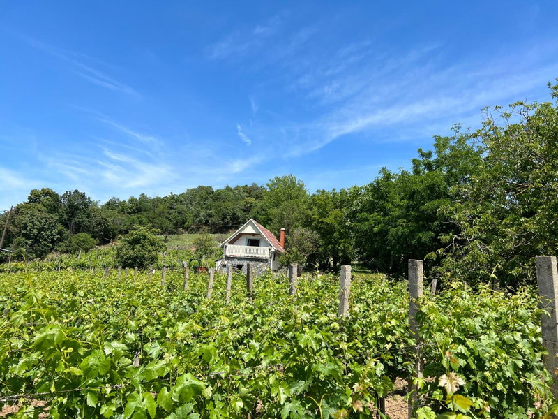 Vine Cottage, Káptalantóti, Hungary