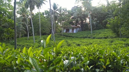 Leisure Land Villas, Wanchawala, Sri Lanka
