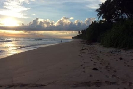 Samadara Estate, Midigama, Ahangama, Sri Lanka