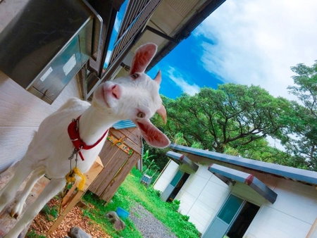 Yakushima Guesthouse Suginoko, Yakushima, Japan