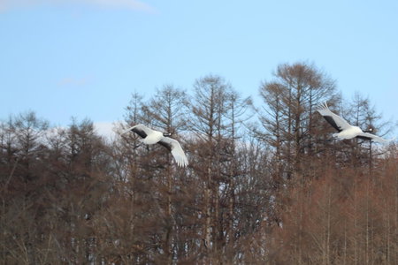 Tsukushi Village, Tsurui, Japan