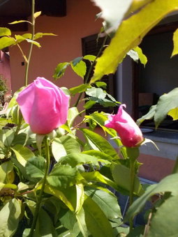 Le ginestre, Caselle Torinese, Italy