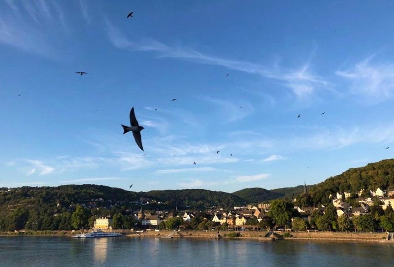 RheinVilla ARTE, Remagen, Germany