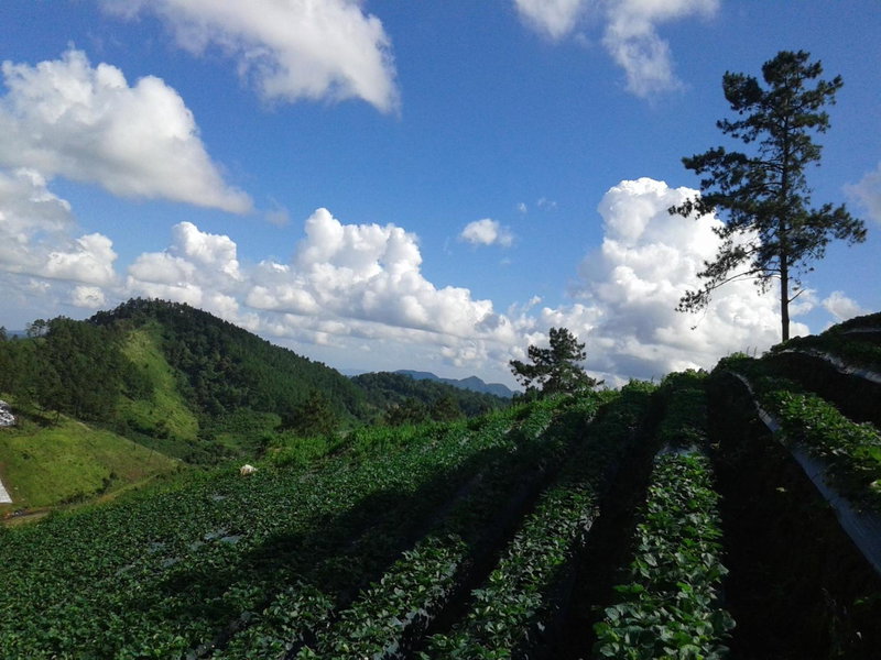 Forest Guesthouse, Samoeng, Thailand