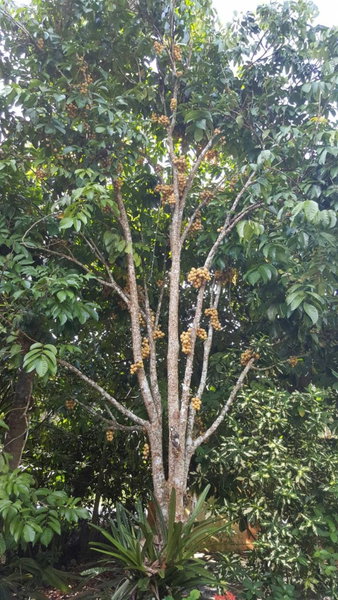 At Sichon Resort, Sichon, Thailand