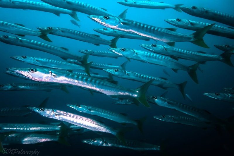 Forra Dive Resort Sunrise, Ko Lipe, Thailand