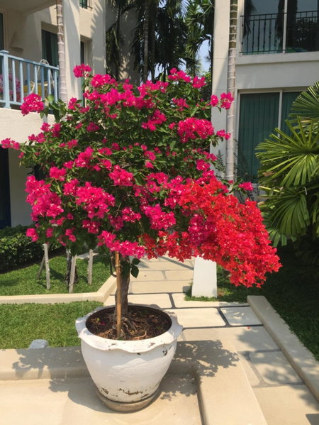 Chelona 108, Hua Hin, Thailand