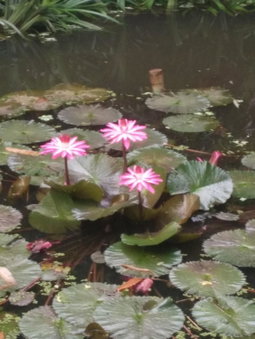ต้งโฮมหละปูน ณ ตูบคำ, Lamphun, Thailand