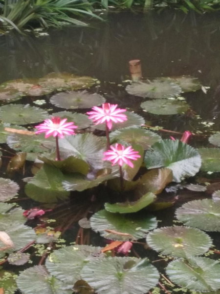 ต้งโฮมหละปูน ณ ตูบคำ, Lamphun, Thailand