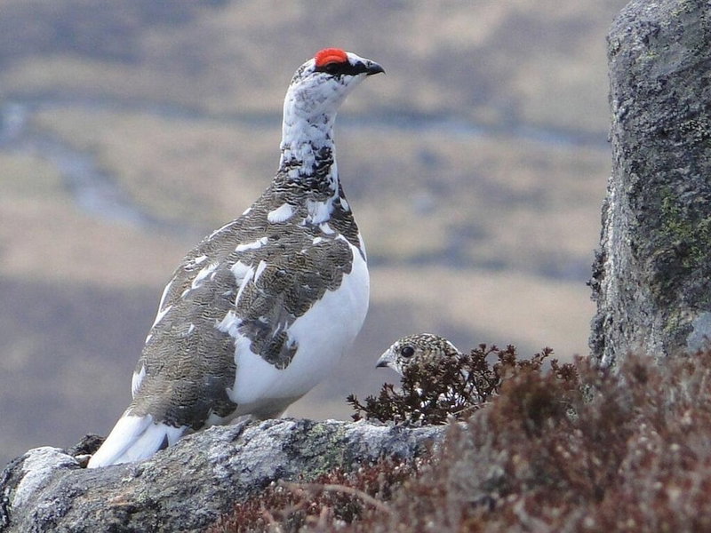 Binnilidh Mhor B&B, Inverness, United Kingdom