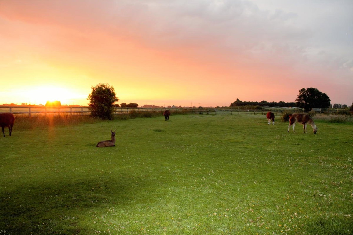 Glamping with Llamas, United Kingdom