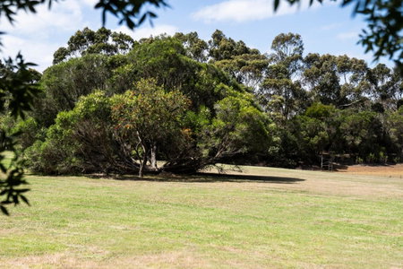 Bells Beach Cottages - Pet friendly cottage with wood heater, Torquay, Australia