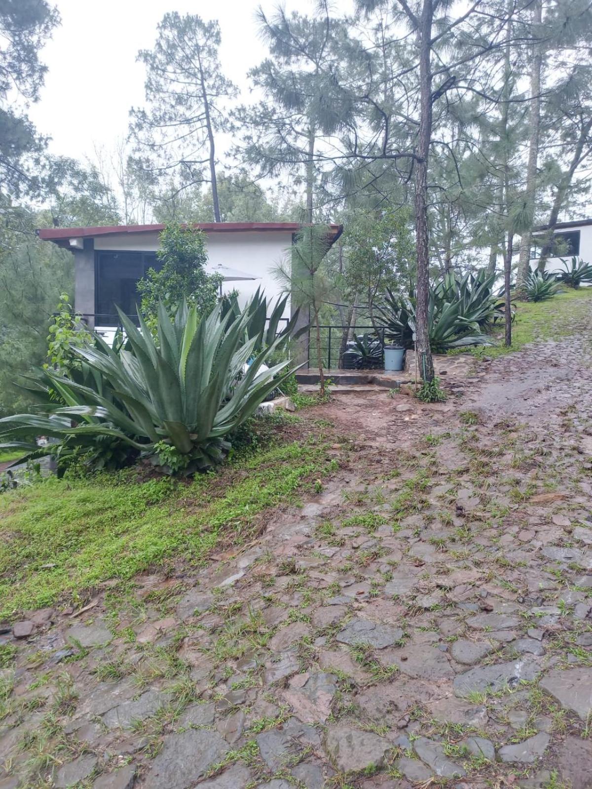 Mazamitla Pinos del Rio, Mexico