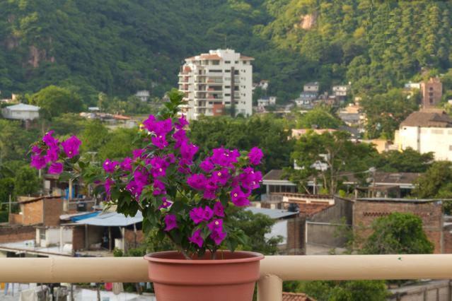 Oasis Hostel, Puerto Vallarta, Mexico