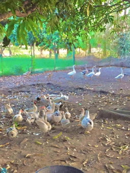 The Family Farm Stay, Cauayan City, Philippines