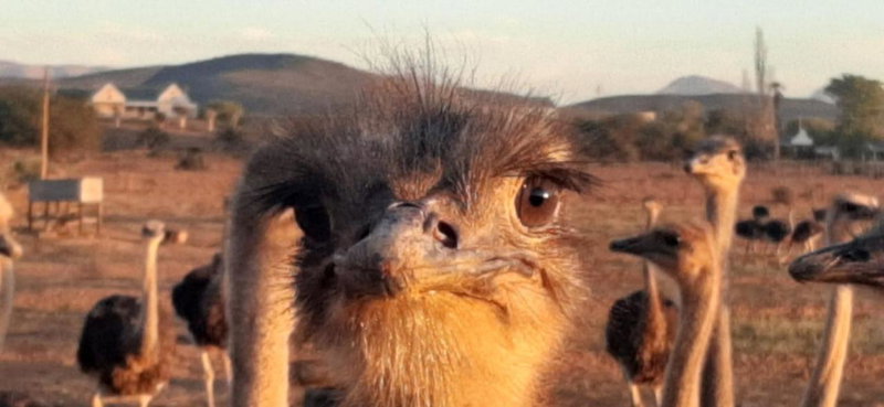 PurePlaas Self catering Volmoed Oudtshoorn Klein Karoo, Oudtshoorn, South Africa